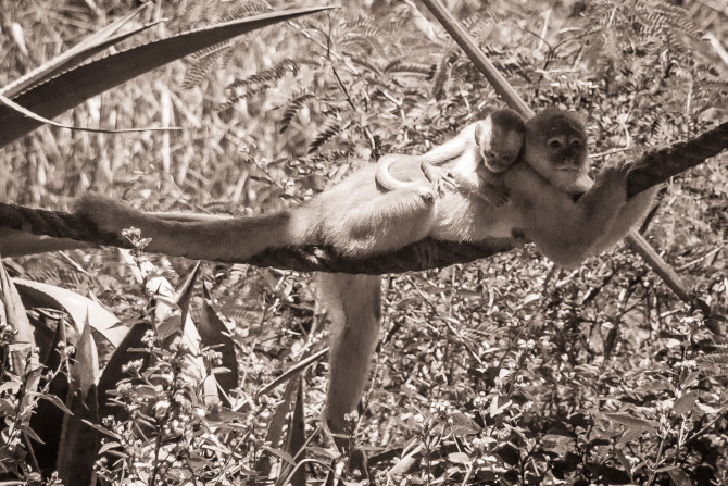 Mother Monkey and Baby Sleeping on Swing